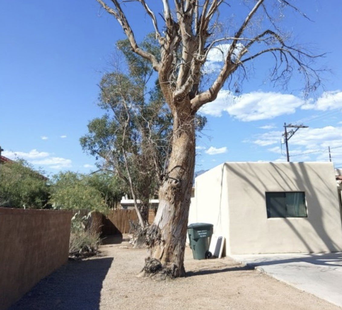 overgrown palo verde before removal, Tucson AZ