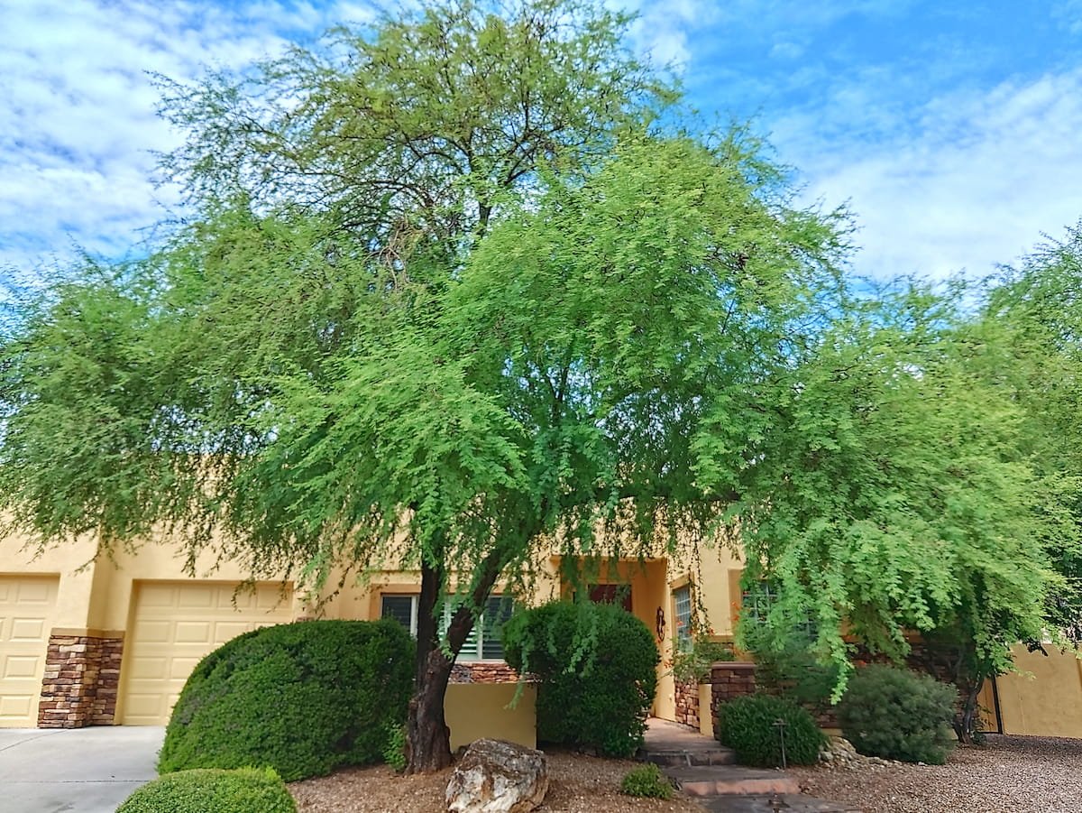 overgrown acacia before trmming, Tucson AZ